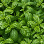Basil
