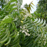 Bitter Neem