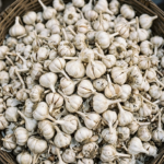Garlic